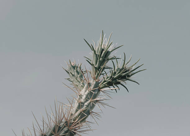 Minimalist Green Botanical Cactus Study with Soft Blue Sky