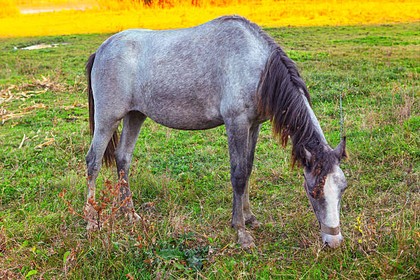 A low-angle view of a standing light-colored horse against a clear blue sky, reflecting nature's beauty and the elegance of animals in a peaceful outdoor environment.
