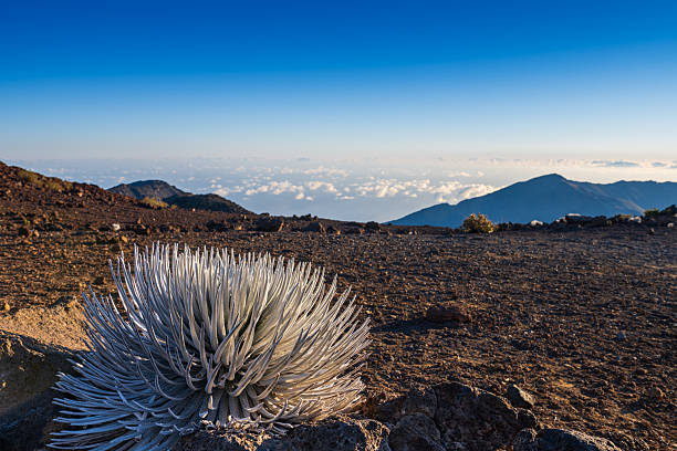 Blooming Haleakala silver sword plant grows in its natural habitat at high elevation desert, above the clouds