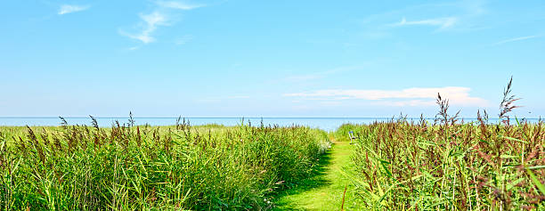 A peaceful coastal scene in Denmark featuring a vibrant green path lined with common reed (Phragmites australis) leading to a serene ocean horizon under a clear, sunny blue sky.