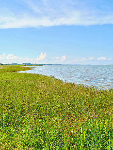 A beautiful scene depicting the Danish coastline, featuring vibrant green grass bordering calm waters under a clear sky. The image captures the essence of a peaceful Danish summer day.