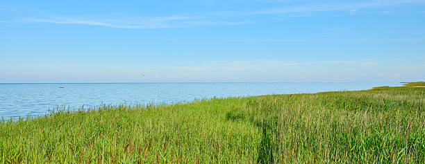 A Danish coastline featuring lush green vegetation leading to serene, tranquil waters under a brilliant blue sky. Capturing a peaceful summer atmosphere and natural beauty, inviting for relaxation and scenic admiration.