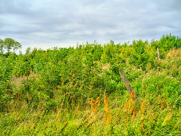 A vibrant wild meadow photographed on a cloudy day in Denmark. The scene captures tall grass, colorful flowers, and verdant foliage against a backdrop of overcast skies, emphasizing nature's beauty and diversity.