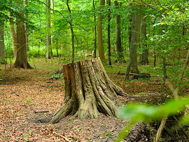 The image showcases the exposed root base of a Fagus sylvatica, commonly known as European beech, set amidst a natural, woodland ground of fallen leaves in Denmark's serene forest landscape.
