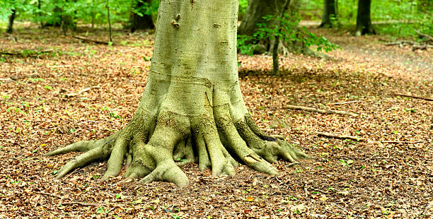 The image showcases the exposed root base of a Fagus sylvatica, commonly known as European beech, set amidst a natural, woodland ground of fallen leaves in Denmark's serene forest landscape.