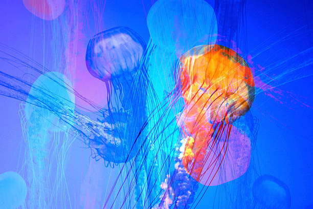 Artistic composition of translucent jellyfish floating in deep blue water, blended with vivid neon light, soft gradients, and layered motion effects. The glowing orange and cyan tones create a surreal, dreamlike underwater atmosphere.