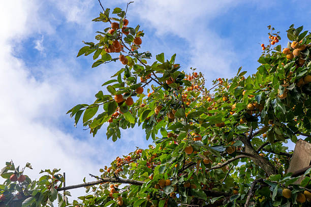 persimmon treen and fruit in the fall month at harvest time in spain. High quality photo