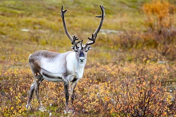istock Norwegian Reindeer Grazing The Land 2255986297