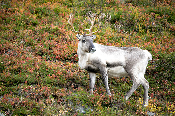 istock Norwegian Reindeer in the Brush 2255986446