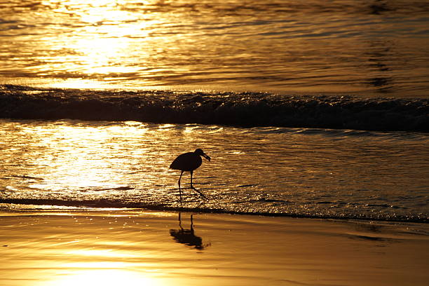 A single white bird, a heron, with a fish in its beak, walks along the seashore at dawn. Everything is illuminated by the golden light of dawn.