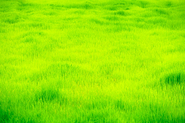 A stunning view of a lush green grass field bathed in bright sunlight, showcasing nature's vibrant beauty and tranquility during summer days.