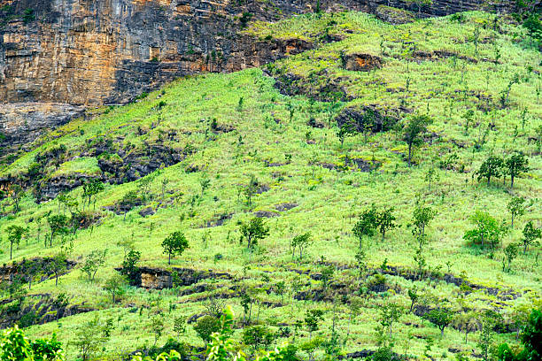 Explore a vibrant green hillside adorned with young trees, surrounded by rocky terrain. This natural landscape showcases ecological diversity and serene beauty.