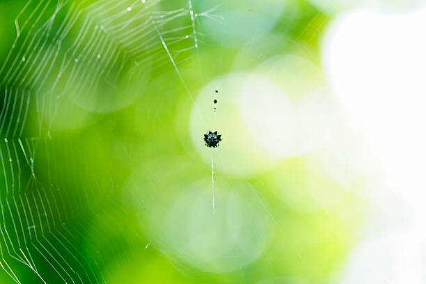 A stunning close-up of a spider web adorned with dew drops in a vibrant green bokeh background, capturing the serene beauty of nature and intricacy of life.