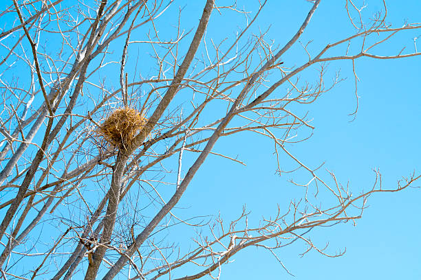 A bird nest built from straw and twigs nestled securely in the bare branches of a deciduous tree under a clear, bright blue sky. Natural wildlife home and habitat concept in sunny daylight.