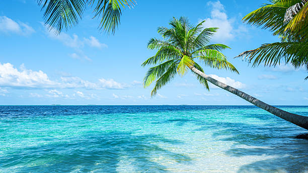 istock Coconut palm trees and beautiful turquoise sea on tropical paradise beach 2255993086