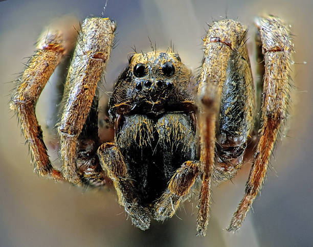 ultra macro photo of a wolf spider