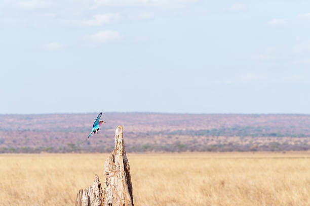 lilac-breasted roller (Coracias caudatus) in flight arrives at old tree stump to perch in Tarangire National Park Tanzania.
