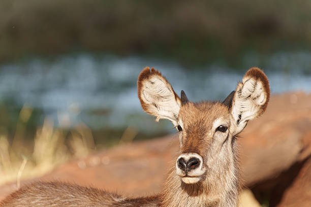 African waterbuck (Kobus ellipsiprymnus) portrait standing looking directly at camera in Tarangire National Park Tanzania.