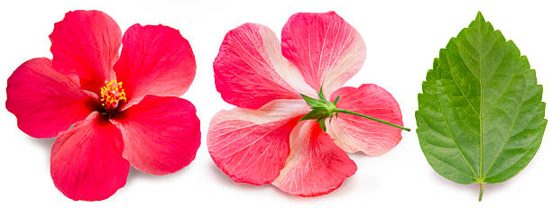 Front and back of Beautiful Red Hibiscus flower with leaf  isolated on white background, Hibiscus flower on white background with clipping path.
