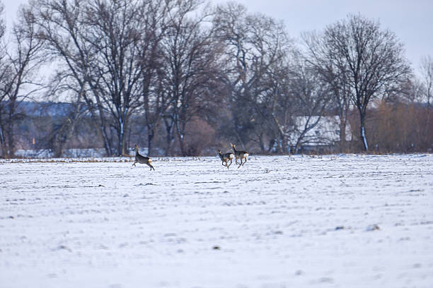 An Ezo deer walks across the road in winter in North Hokkaido.