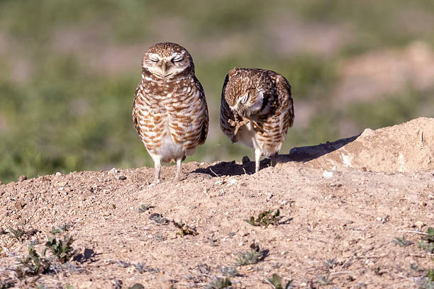 Wild burrowing owls at a wildlife refuge in Colorado.