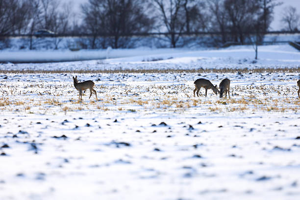 A herd of deer at a feeder in a snowy forest