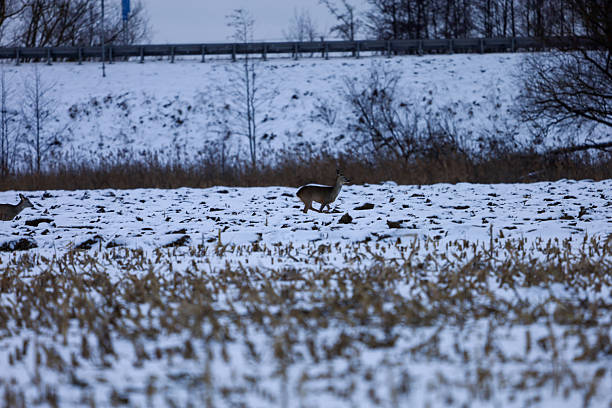 A roe deer navigates a frosty landscape with dry vegetation and a distant road visible