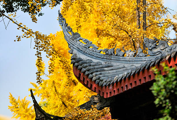 Ginkgo tree inside ancient temple in Chengdu, China