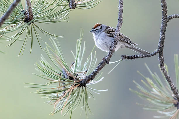 istock Wild Chipping Sparrow in Colorado 2255998360