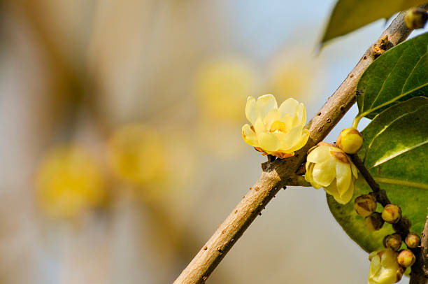 Close of wintersweet flowers.