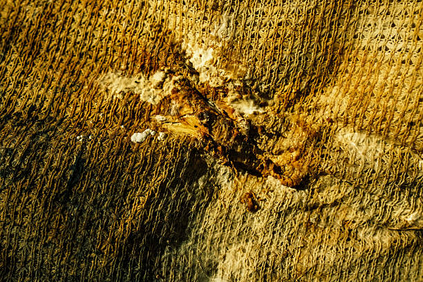 istock fungi molds grown on an old beds 2255999776