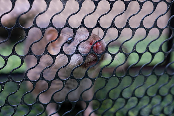 photo of rat trapped in the iron cage