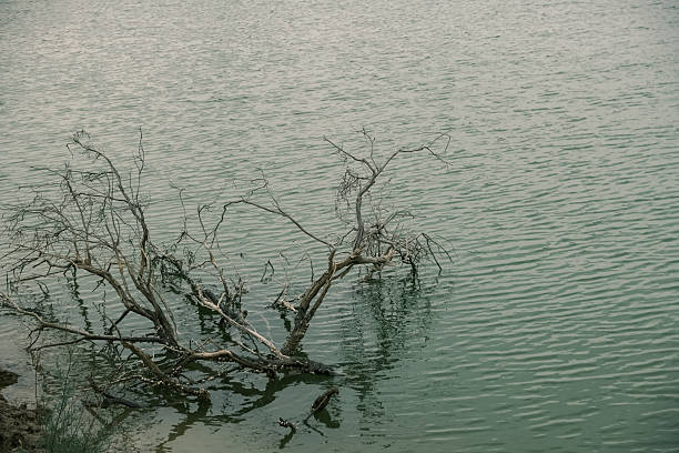A dry tree branch partially submerged in calm water, with ripples reflecting the light, creating a serene and tranquil atmosphere