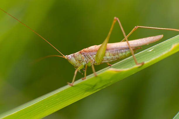 A close-up of a grasshopper on a green leaf, showcasing its detailed body and long antennae