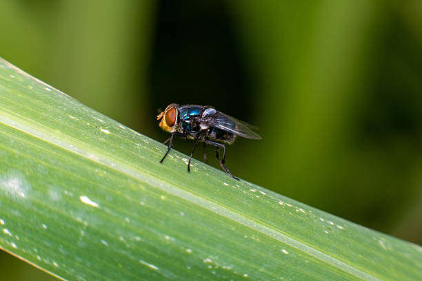 Macro photography capturing a detailed view of a fly standing on a green and white leaf, showcasing its intricate body features and the lush texture of the leaf.