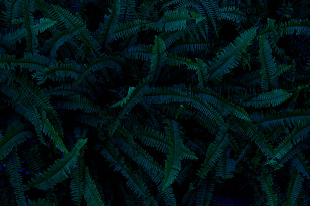 Leaves in the park concept dark green black background image(PHOTO)