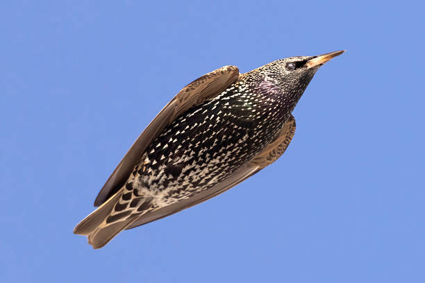 A wild European starling in a park in Colorado.