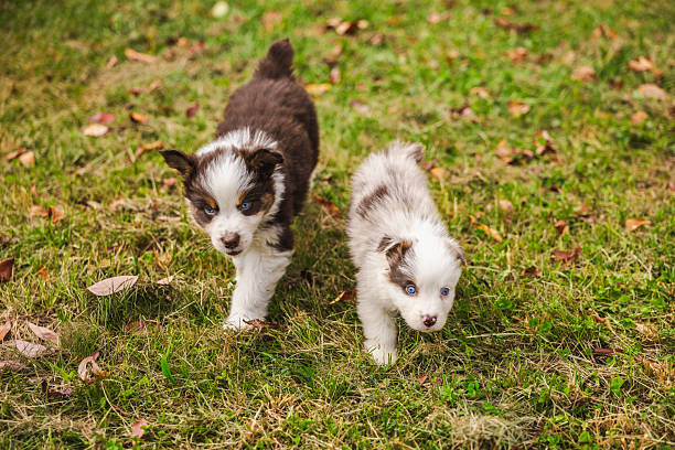 Two Australian Shepherd puppies walking side by side on green grass, fluffy brown and white dogs with blue eyes exploring autumn park. High quality photo