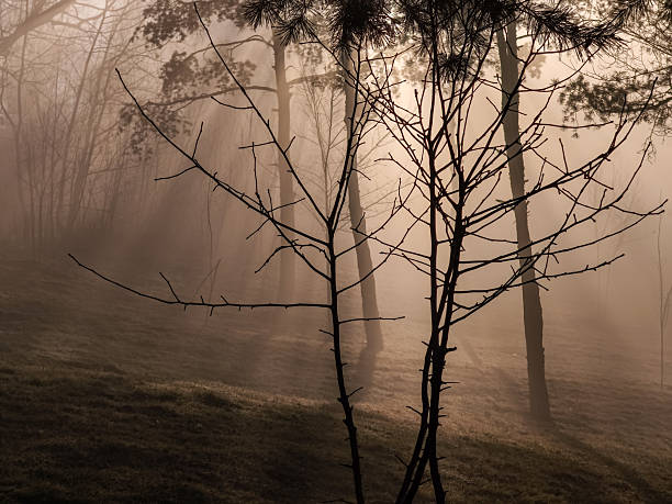foggy forest landscape in soft morning light