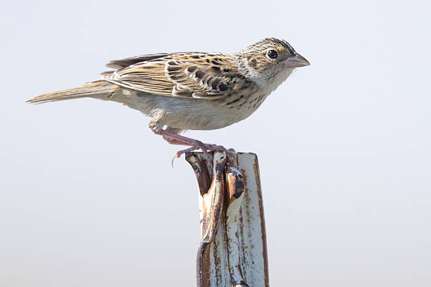 A wild grasshopper sparrow in a park in Colorado