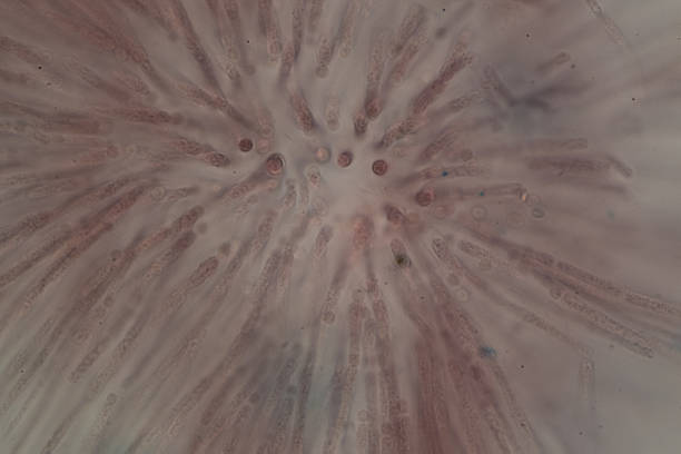 photo of green algae under the microscope