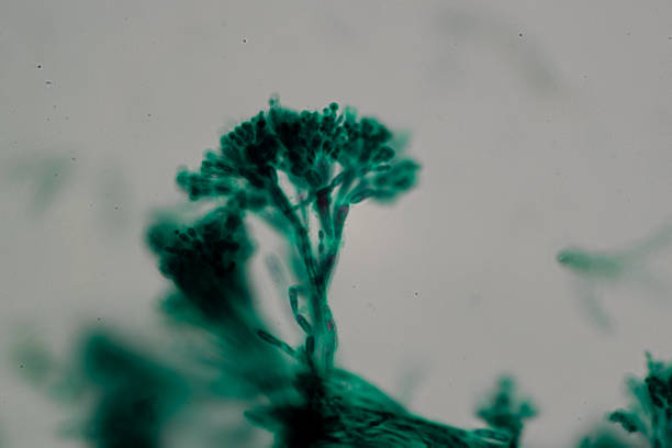 A mold (US, PH) or mould (UK, CW) is one of the structures that certain fungi can form. The dust-like, colored appearance of molds is due to the formation of spores containing fungal secondary metabolites.A large and taxonomically diverse number of fungal species form molds. The growth of hyphae results in discoloration and a fuzzy appearance, especially on food.