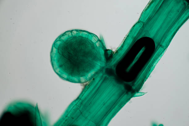 photo of green algae under the microscope