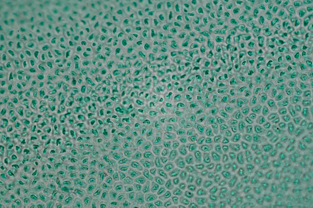 Bilayer Lipid Membrane - 3d rendered image of Cell Membrane Phospholipid Structure, Phospholipid bilayer of the cell membrane. Abstract medical illustration. Microscopic view. Microbiologic research concept.