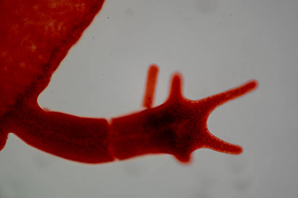photo of green algae under the microscope