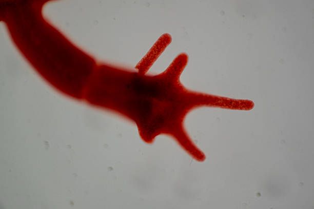 photo of green algae under the microscope