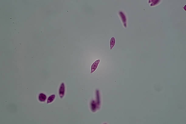 Earthworm C.S. under light microscope with white background