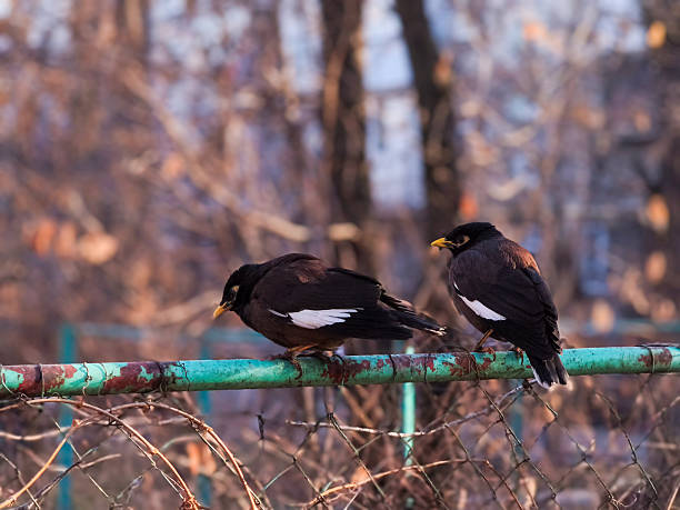 male blackbird in the countryside