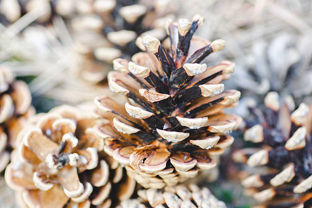 forest cones from pine trees on a white background
