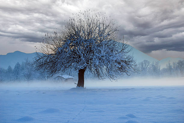 single dark tree on snow covered field a winter day with grey sky